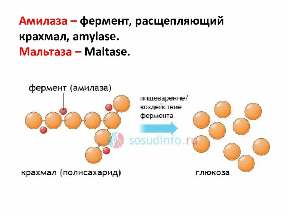 Схема расщепления крахмала. Α-амилаза формула. Фермент амилаза формула. Альфа амилаза расщепляет крахмал до. Реакция расщепления происходит в