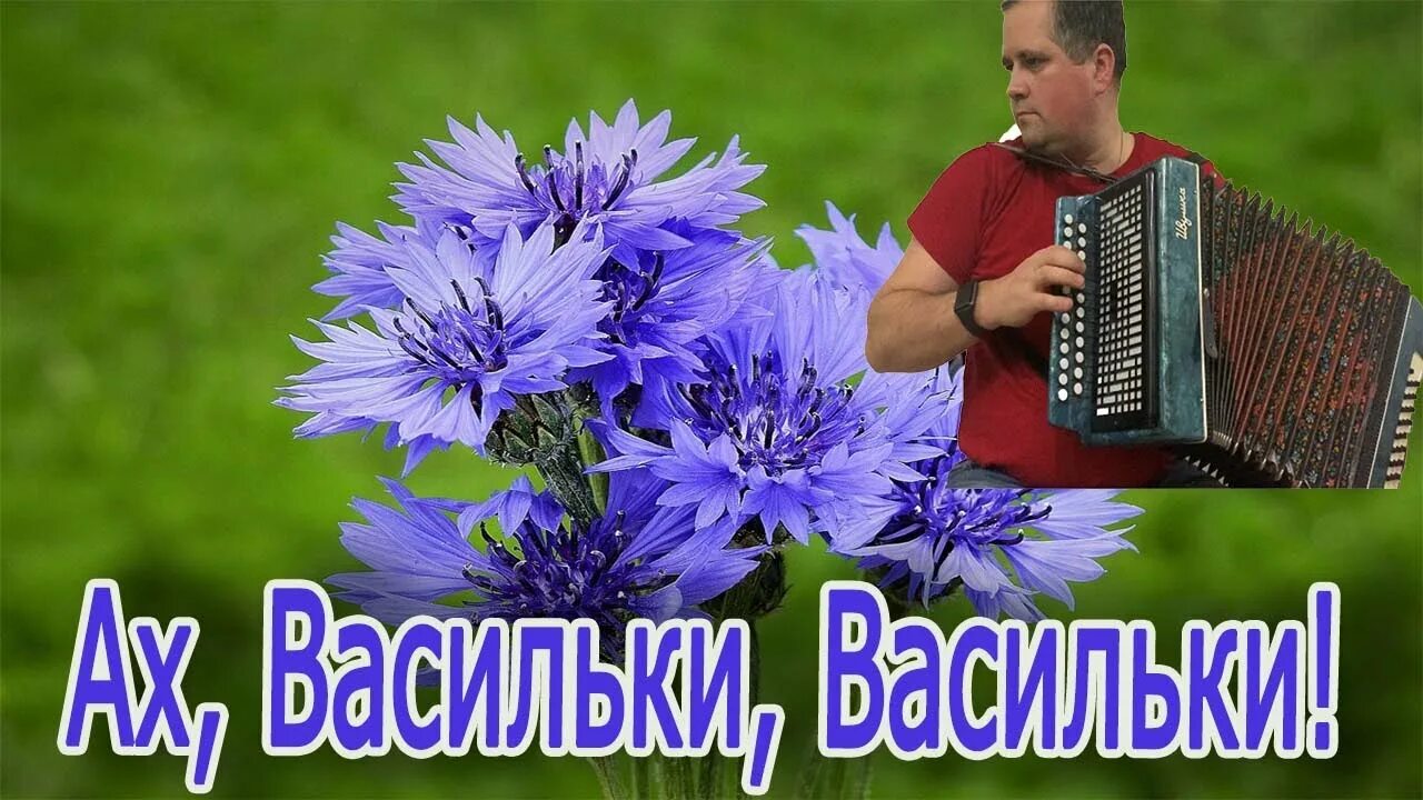 Ах,васильки. Ах васильки васильки. Гармонь Василек. Василек на аккордеоне.