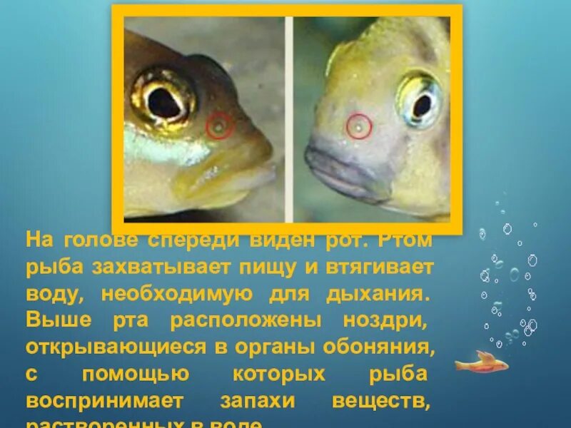 Строение рта рыбы. Строение ноздрей у рыб. Функции рта у рыб. Какое значение имеют глаза у рыб