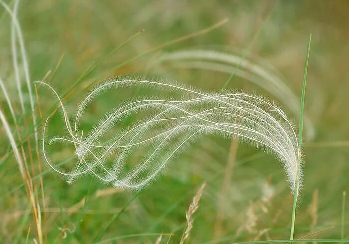 Ковыль красивейший (Stipa pulcherrima). Ковыль перистый Степной. Ковыль перистый сорта. Ковила телеграмм