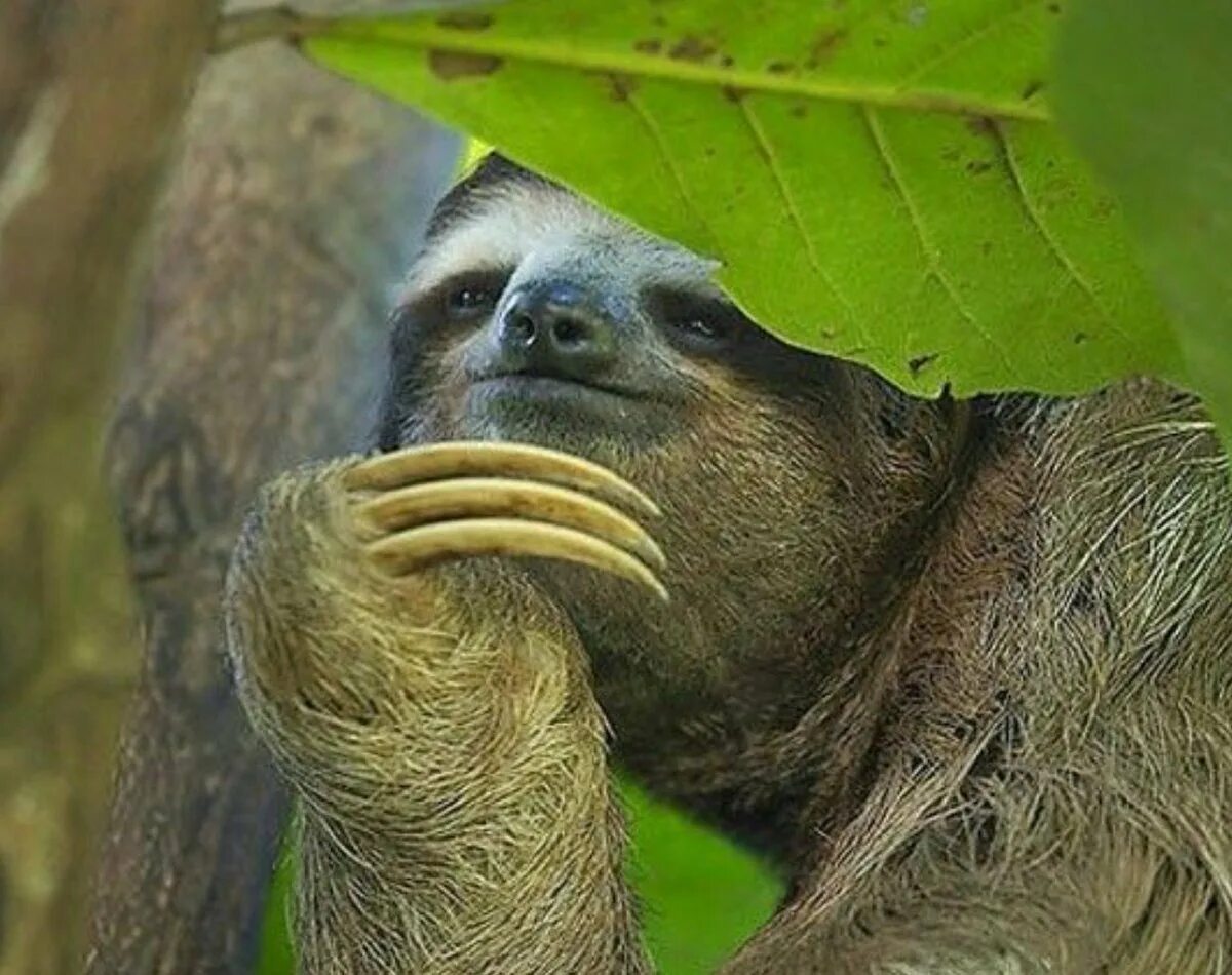 Ленивец мем. Когти ленивца. Ленивец мемы. Шутки про ленивца. Ленивец мем.