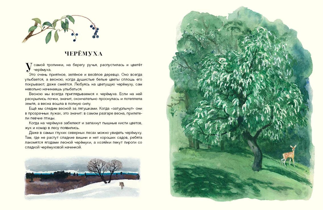 русский лес соколов-микитов иллюстрация. соколов микитов русские сказки о природе. соколов-микитов, иван сергеевич в лесу книга. иван соколов-микитов русский лес. стихотворение русский лес соколов микитов.