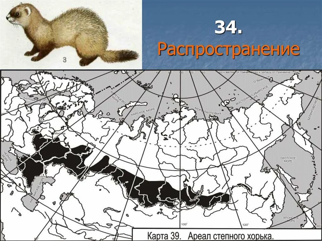 Ареал степного хорька. Европейская норка ареал. Ареал распространения европейской норки. Хомяк обыкновенный ареал.