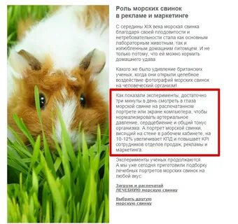 Сколько давать корма морской свинке