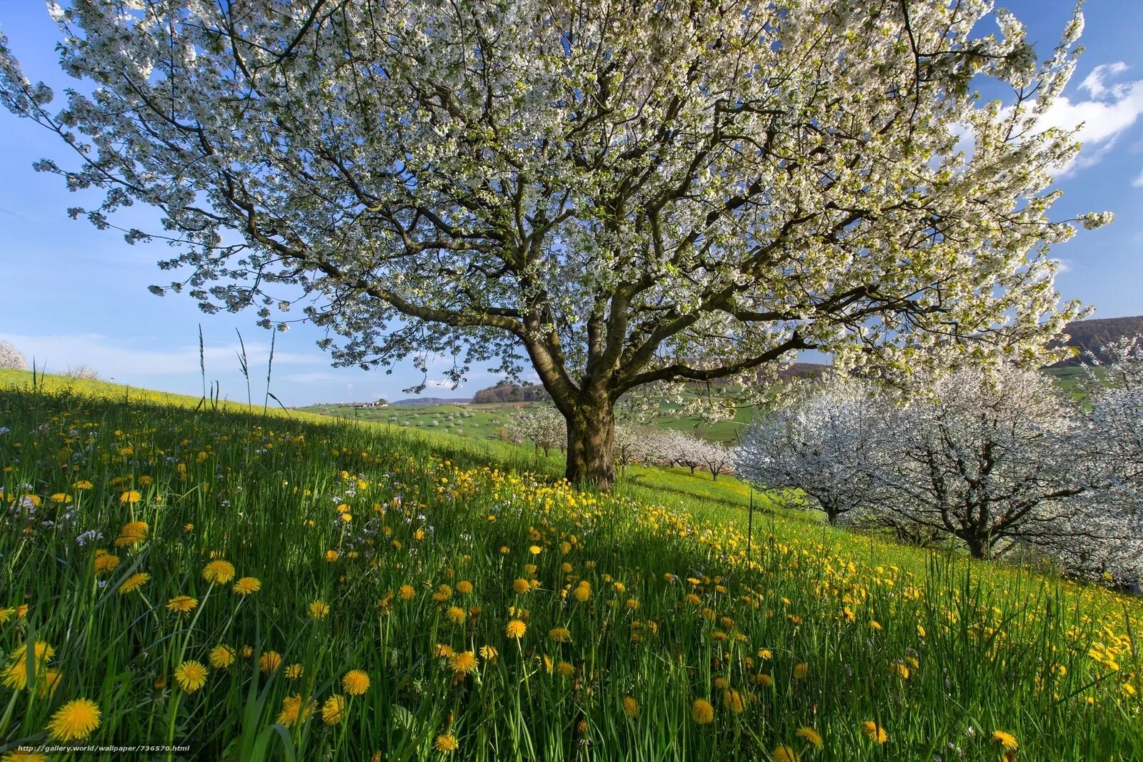 Весенний пейзаж. Природа весной. Весеннее дерево. Деревья весной. Spring url