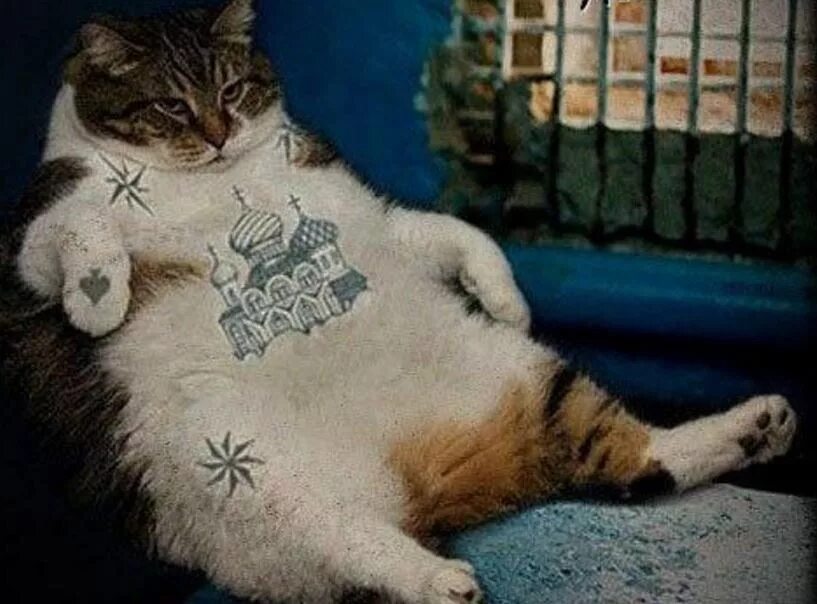 Кот грабитель. Кот зек. Кот зек. Кот в тюрьме. Кот арестант.