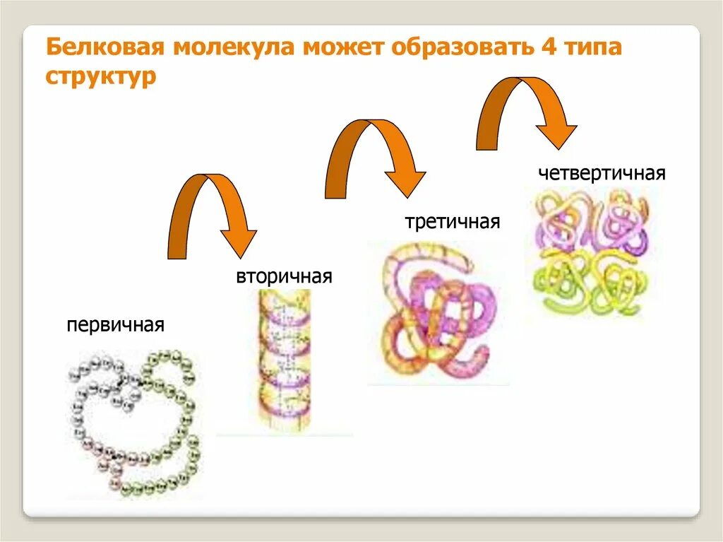 Структуры белка первичная вторичная третичная четвертичная. Третичная структура белковой молекулы. Структура белков первичная вторичная третичная четвертичная. Уровни структурной организации белковой молекулы таблица.