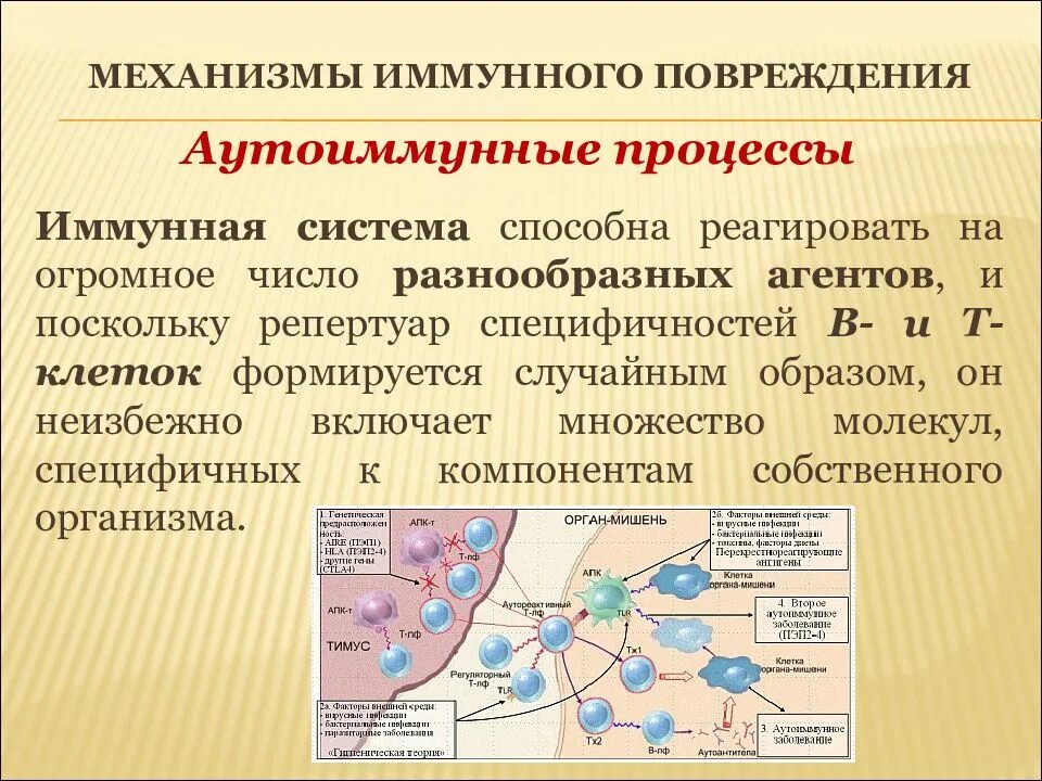 Механизмы иммунного повреждения. Аутоиммунный процесс. Аутоиммунные процессы в организме что это. Аутоиммунные процессы причины. Ковид аутоиммунное