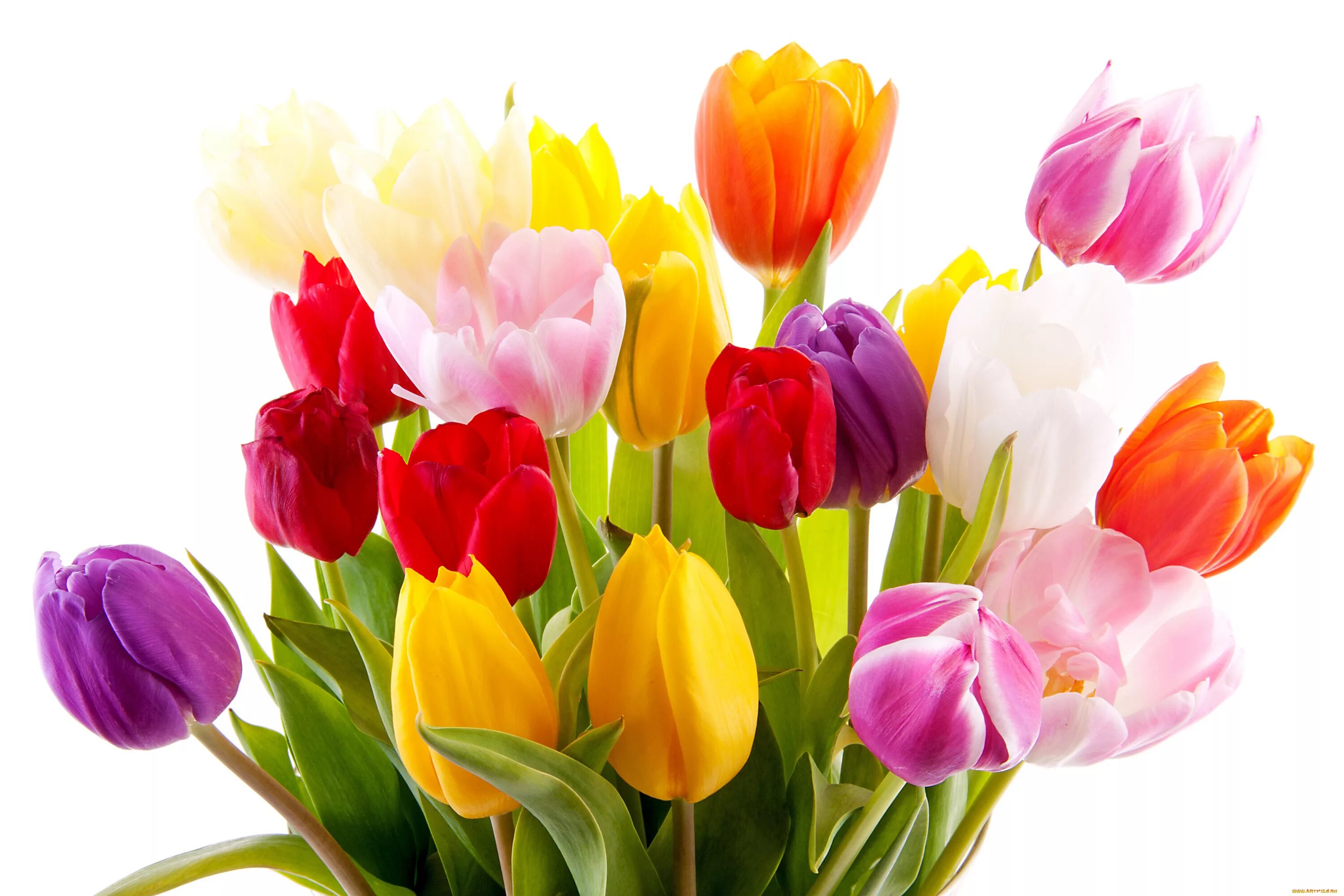 Букет цветов картинки тюльпаны. Цветы тюльпаны. Тюльпаны разноцветные. Весенние цветы тюльпаны. Букет тюльпанов.