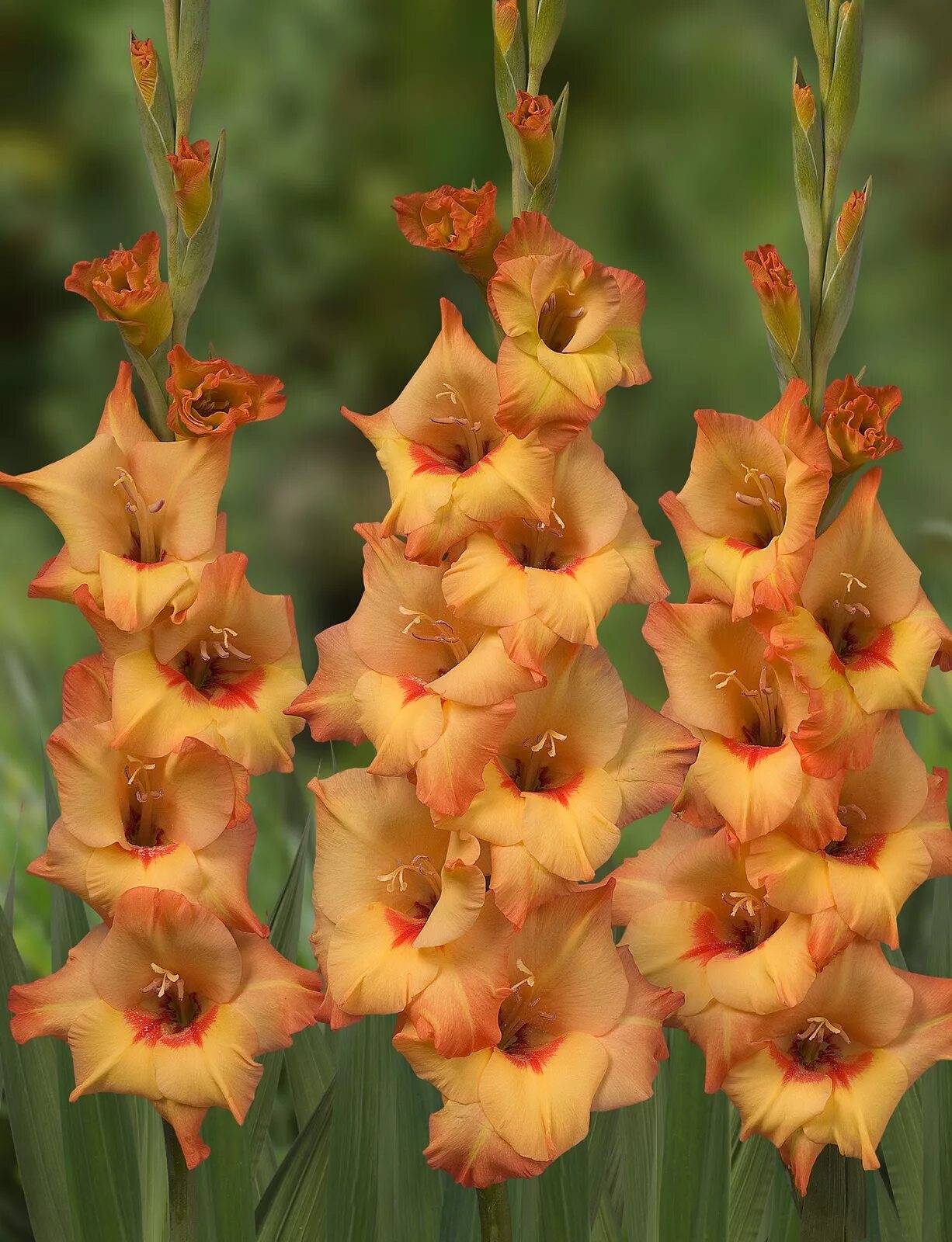гладиолус бон вакансез. гладиолус пламтарт. Villeroy boch гладиолус. гладиолус микс. гладиолус марго ушаков.