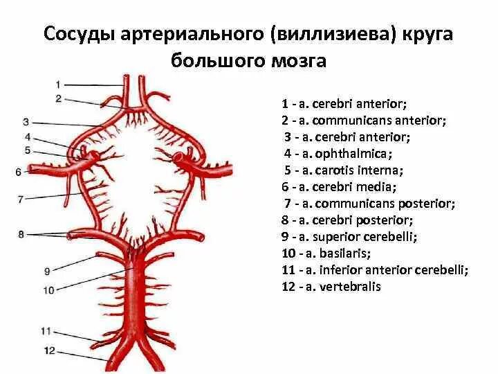 Сосуды образующие Виллизиев круг. Артериальный круг большого мозга Виллизиев круг. Кровоснабжение головного мозга анатомия Виллизиев круг. Виллизиев круг в головном мозге анатомия.