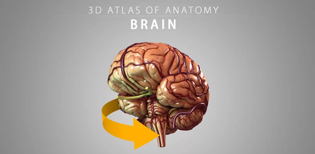 Brain apk. Модель мозга человека. Мозг человека анатомия 3d.