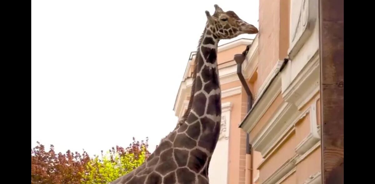 Жираф в Московском зоопарке 2022. Московский зоопарк 2022. Жираф в зоопарке сколько лет