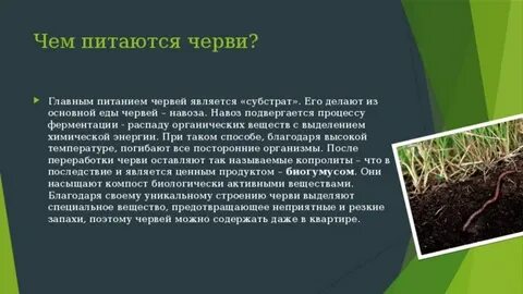 Способ питания дождевого червя