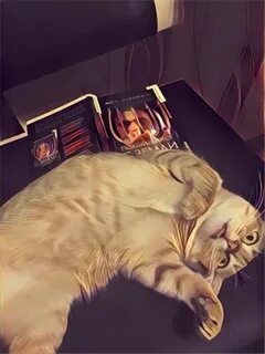 Коты екатерины 2