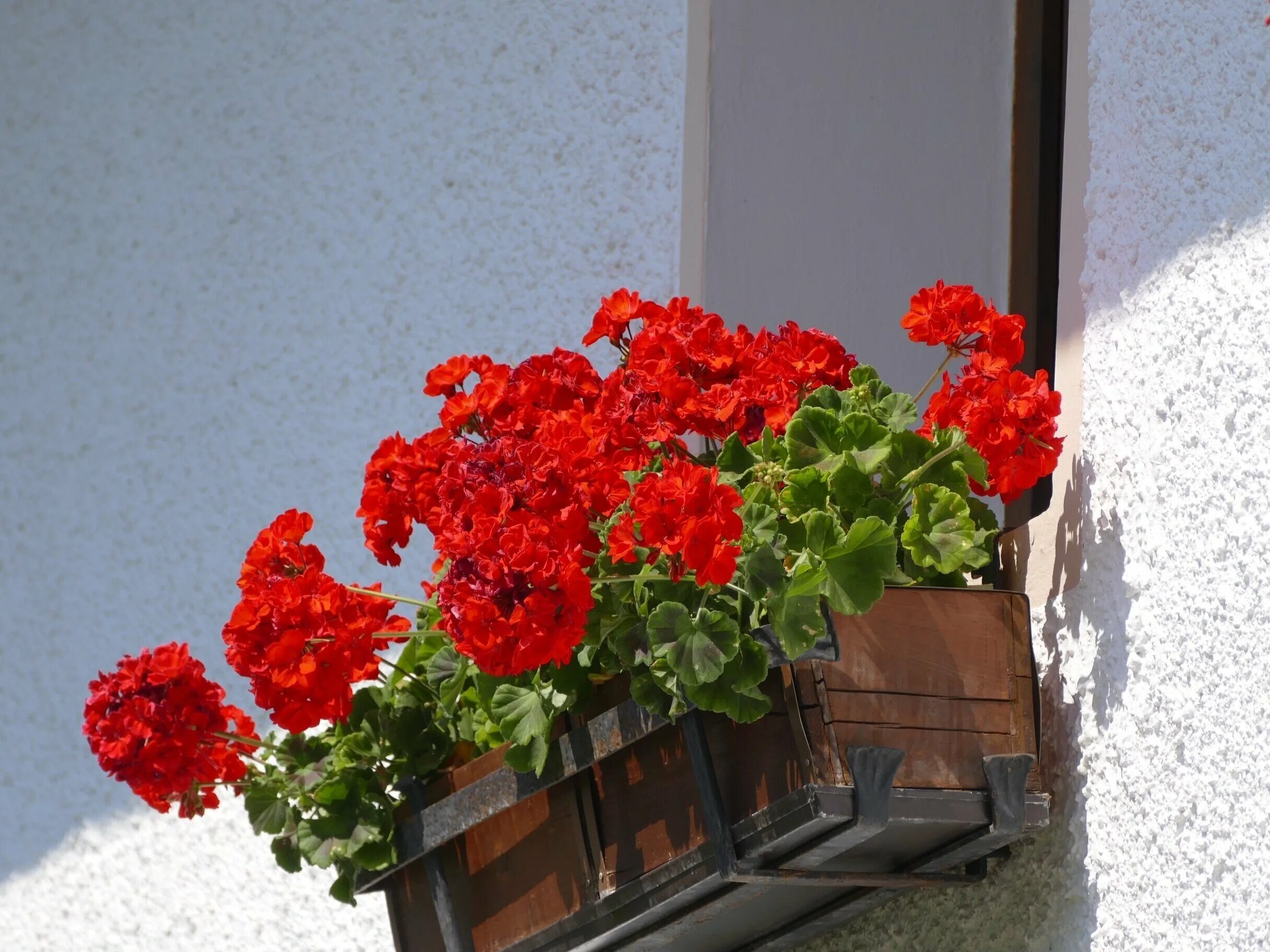 Герань балконная. Santorini пеларгония. Пеларгония balcon Red. Пеларгония ампельная balkon. Пеларгония ампельная в кашпо.