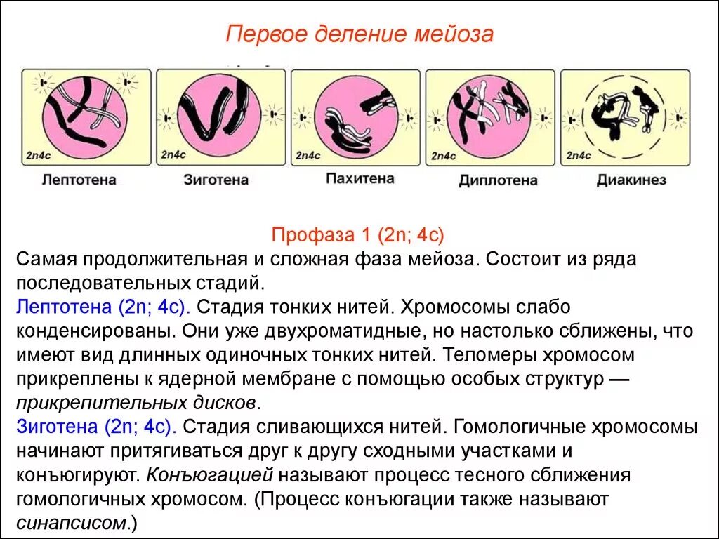 Назвать фазы мейоза. Профаза диптотема мейоз. Профаза 1 лептотена таблица. Характеристика профазы 1 мейоза. Диплотена диакинез.