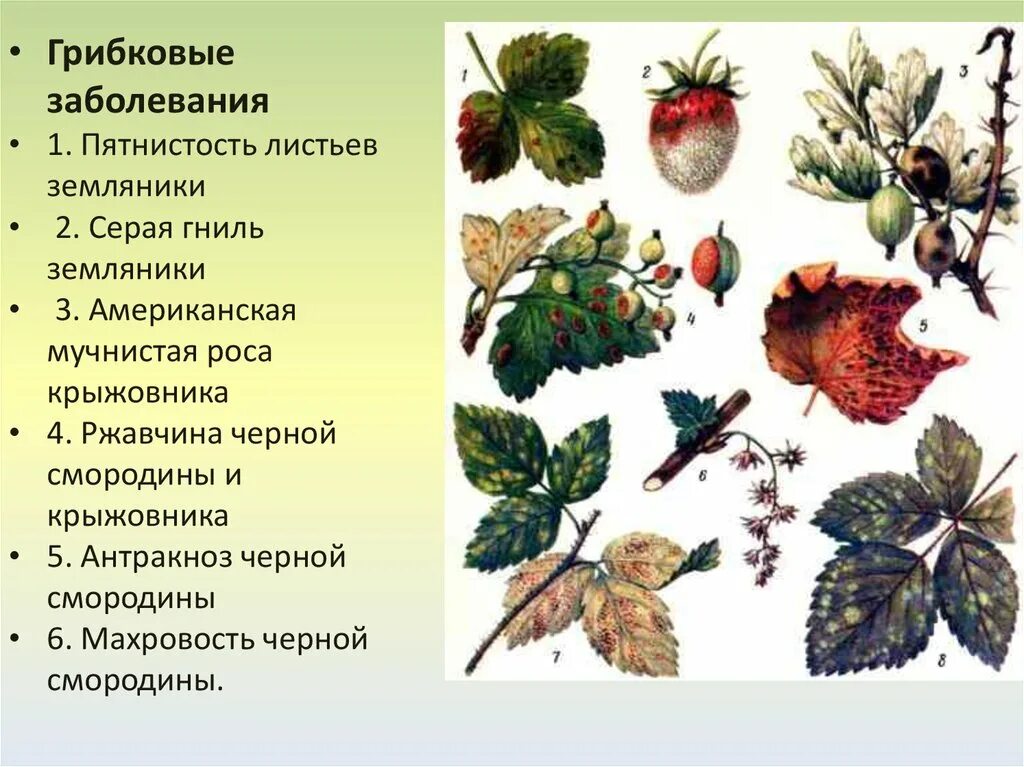 Вредители клубники описание с фотографиями