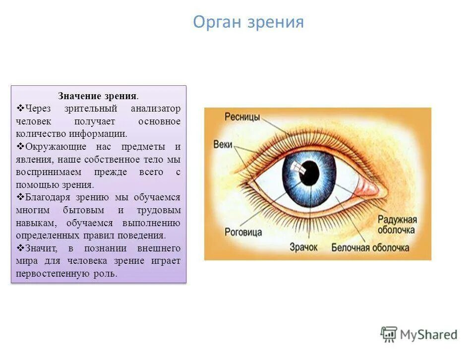 Восприятие глаза человека