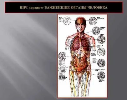 Какие органы человека поражают