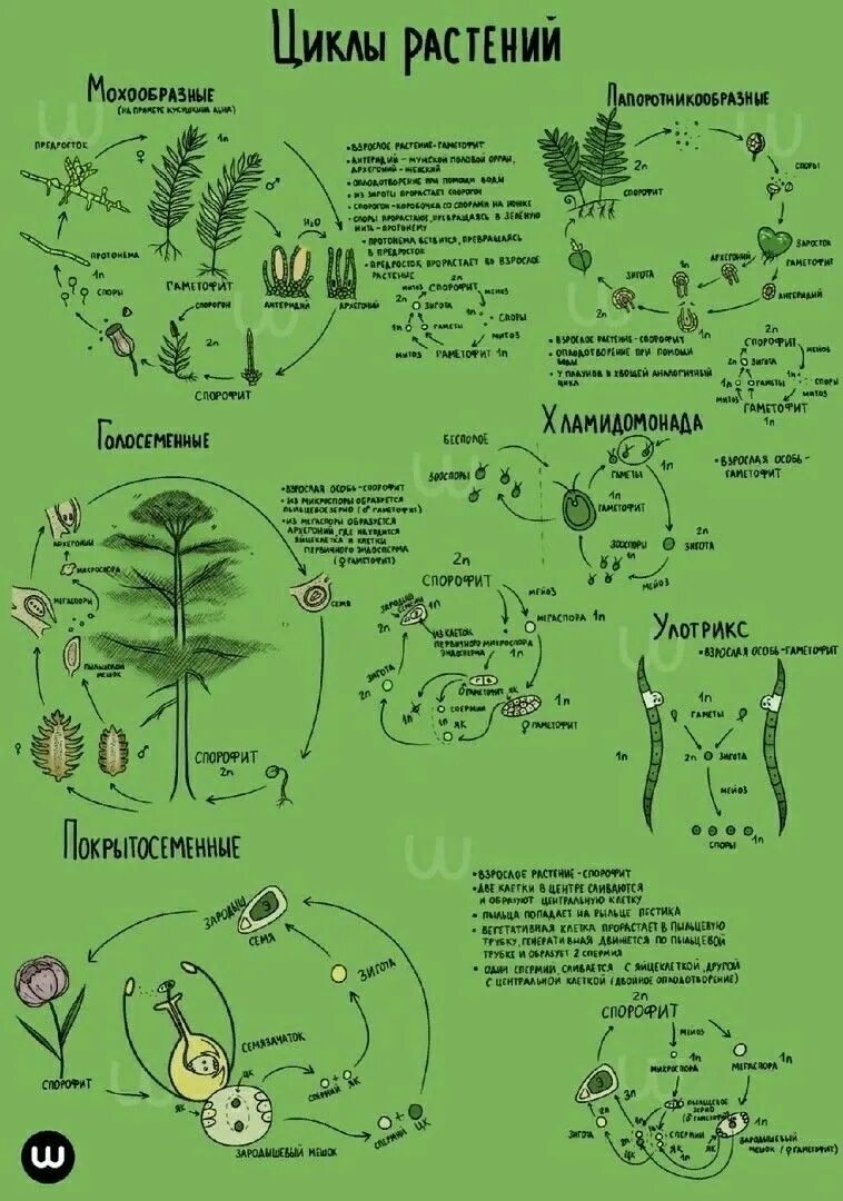 Циклы развития растений шпаргалка. Жизненный цикл всех растений шпаргалка. Жизненные циклы растений шпаргалка. Жизненные циклы растений ЕГЭ биология схемы.