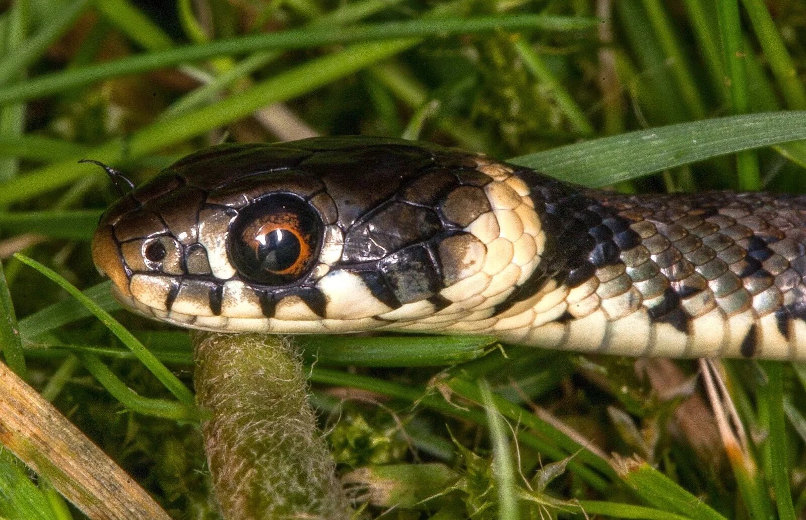 Grass snake. Обыкновенный уж. Обыкновенный уж Дальневосточный. Уж обыкновенный с синими глазами. Определитель животных уж обыкновенный.