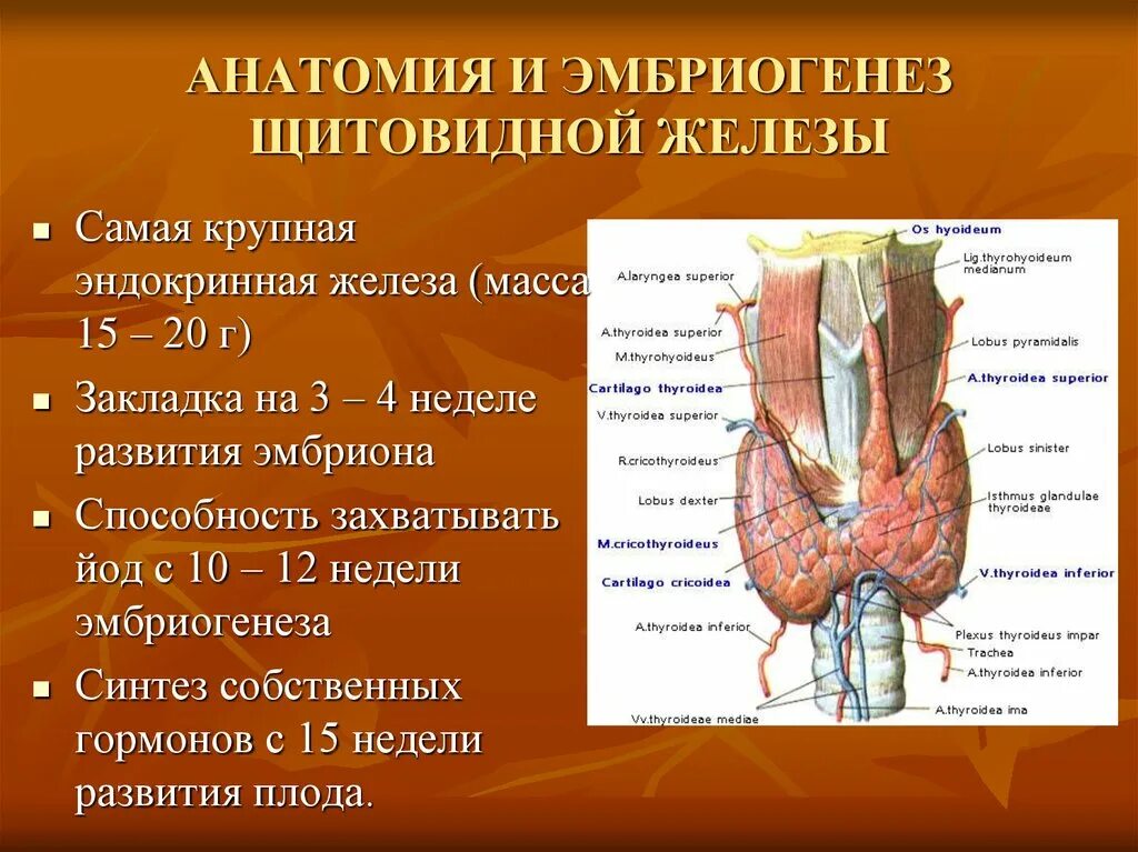 Анатомическое строение щитовидной железы. Послойное строение щитовидной железы. Щитовидная железа расположение строение гормоны. Топография и строение щитовидной железы.