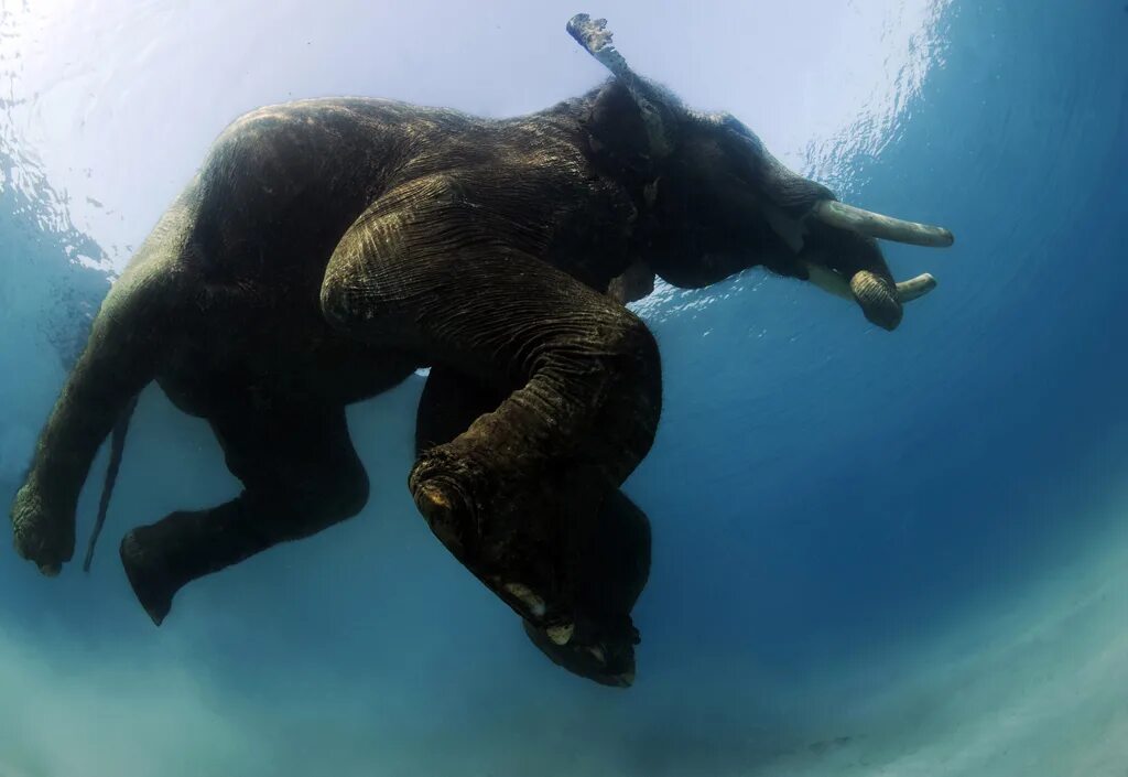 Какое животное полетело. Андаманские острова слон. Слон плывет. Слон плавает. Животные которые умеют плавать.