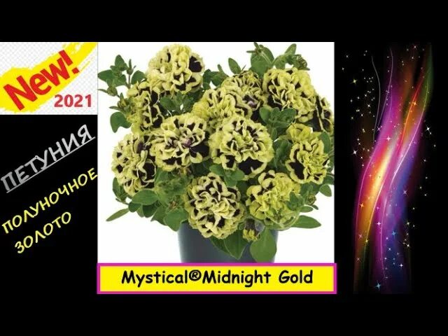 Мистикал миднайт голд. Петуния мистикал Голд. Петуния Mystical Midnight Gold. Петуния петуния мистикал. Ампельная петуния мистикал Миднайт Голд.