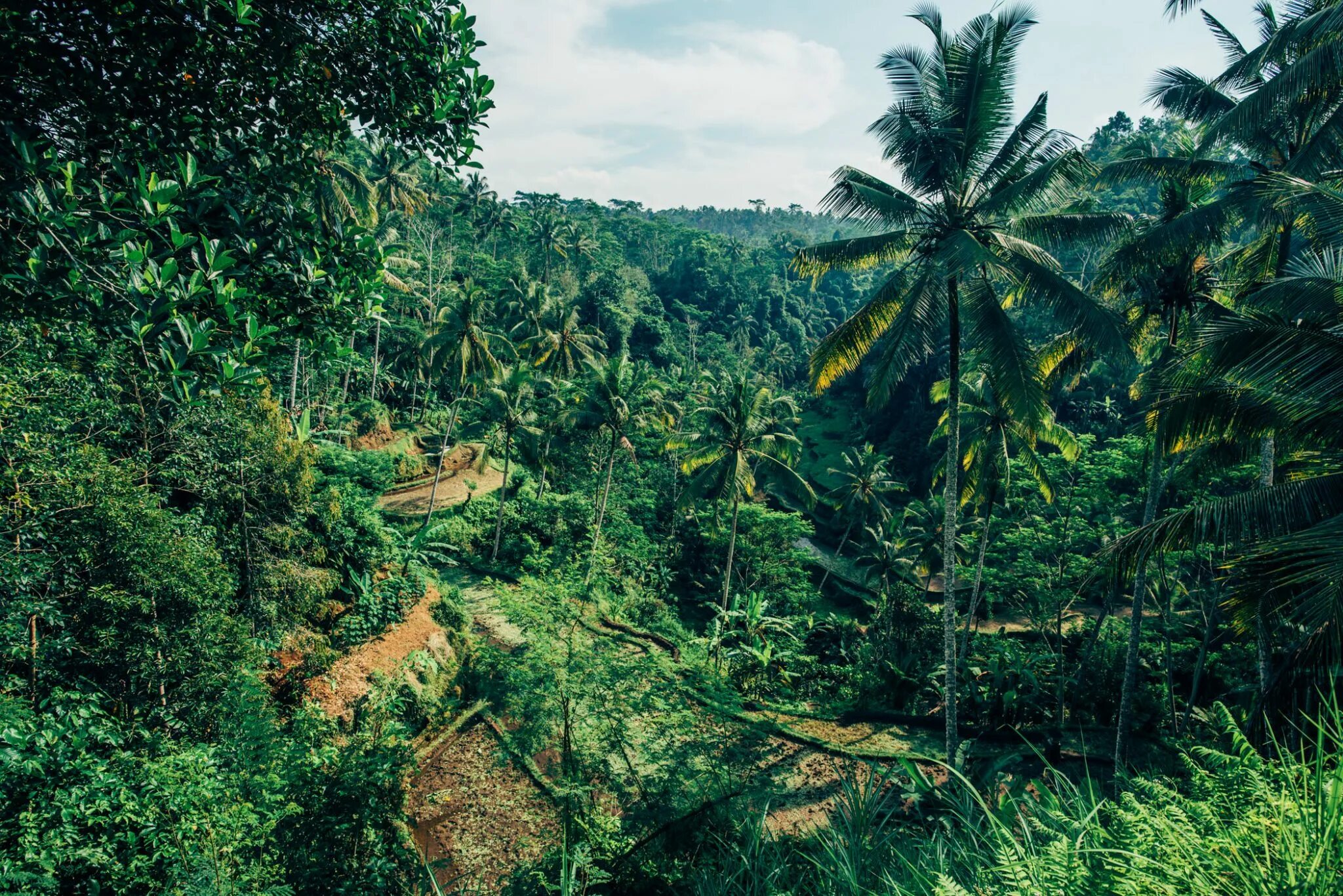 Природная зона тропические леса. Влажные вечнозелёные тропические леса Бали. Биом тропический лес. Тропические и субтропические хвойные леса. Индонезия природа джунгли.