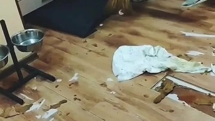 давай заведём собачку артём. давай купим собаку. видео давай купим собачку. муж купил собаку. видео давай купим собачку.