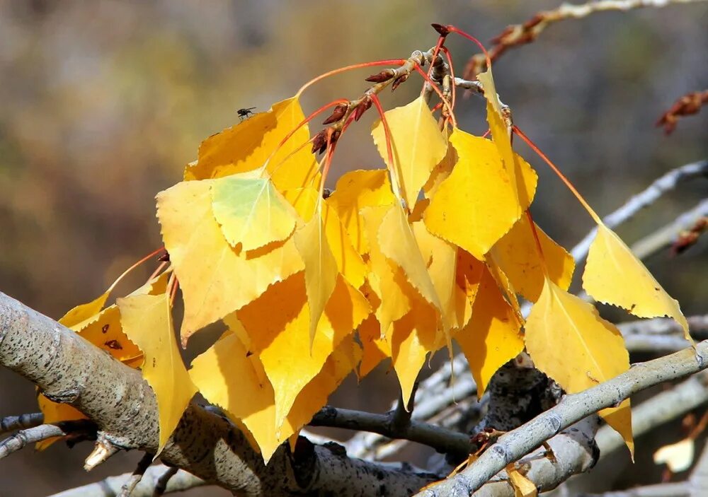 осенние листья. колеблющийся лист. лист японского клена красный. листья. с826вт38 leaf.