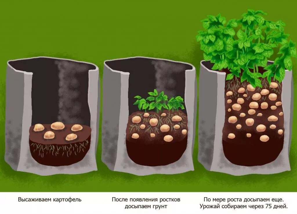 Посадка картофеля в мешках. Сажаем картошку в мешках. Вырастить картофель в мешке. Способы посадки картофеля.