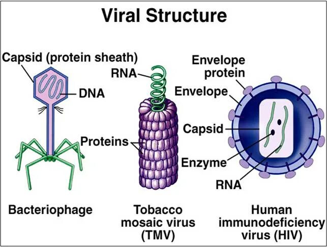 Virus капсидный белок. Virus structure. Структура вируса. Строение вируса. Строение вируса на английском.