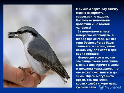 Поползень описание