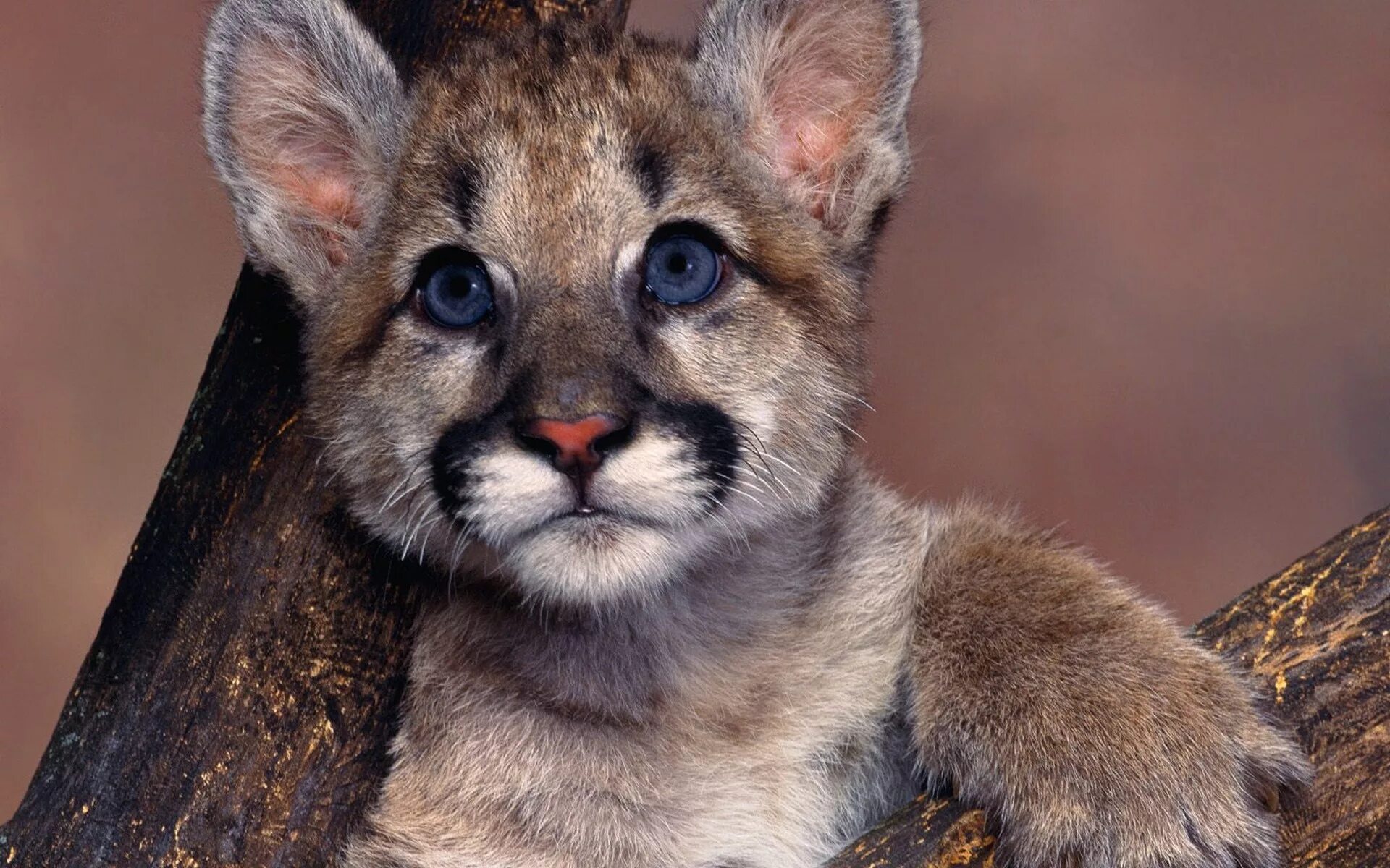 naturaleza Wild animal wallpaper, Wild cats, Animal mashups