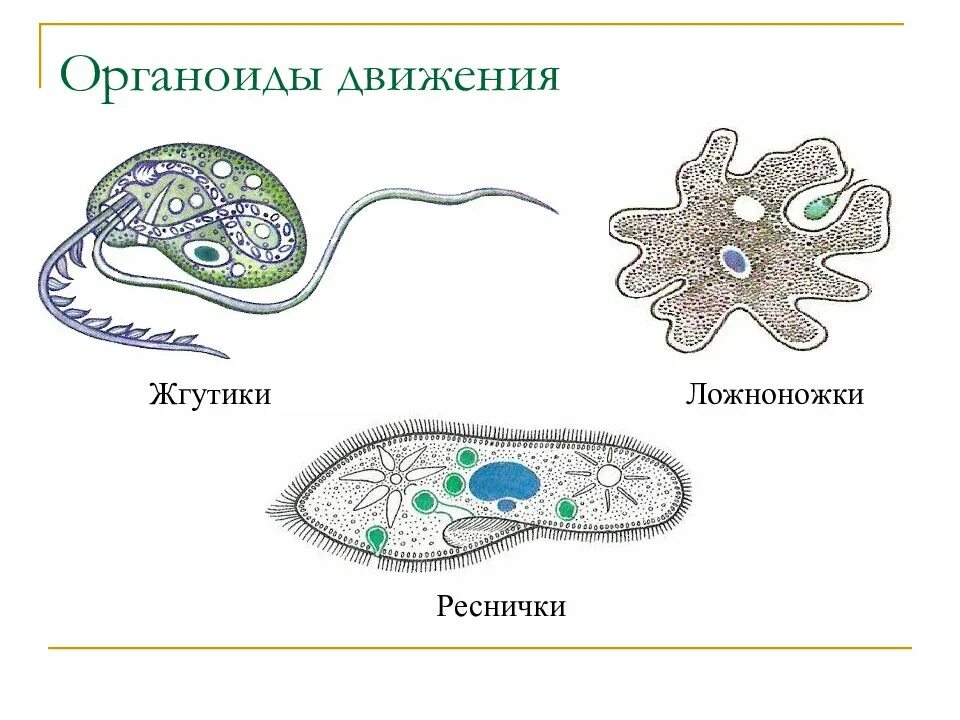 Органы движения. Строение органоидов движения клетки. Строение ложноножки клетки. Органоиды движения строение рисунок. Органоиды движения эукариотической клетки.