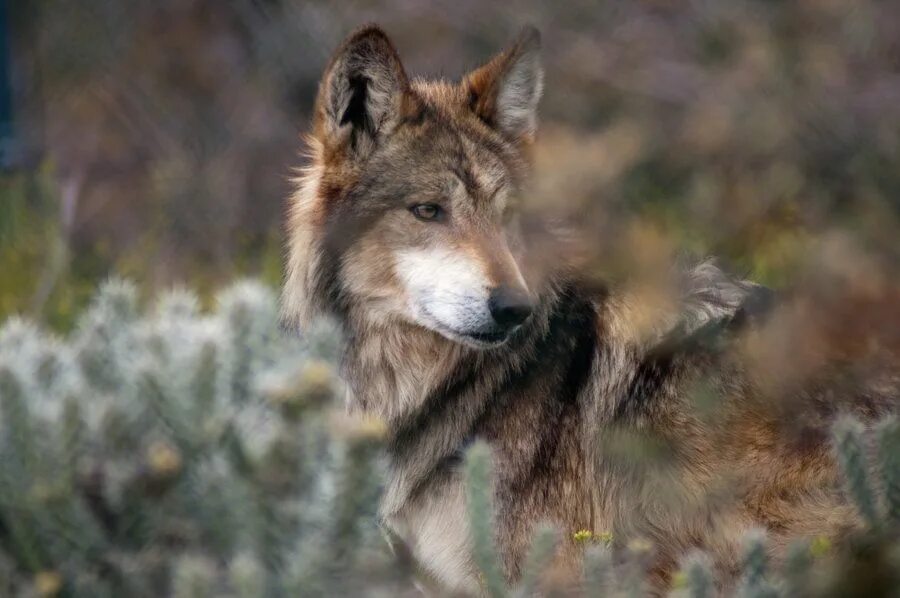 Волк 1 9 5. Коричневый волк. Одиночный волк. Волк Хоккайдо. Восточный волк.