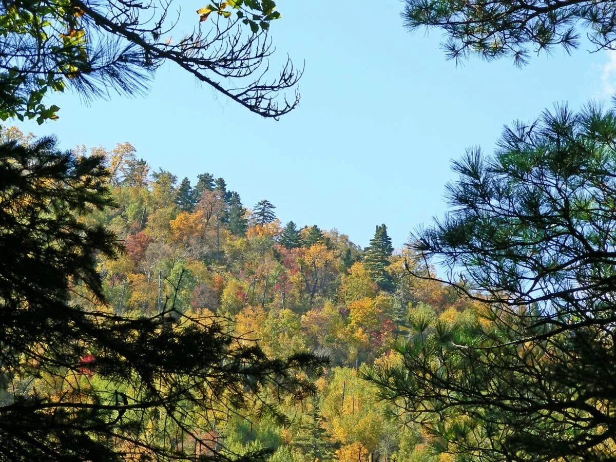 приморский край уссурийская тайга. кедрово-широколиственные леса уссурийской тайги. кедрово-широколиственные леса дальнего востока. хвойно-широколиственные леса дальнего востока. приморский край уссурийская тайга.