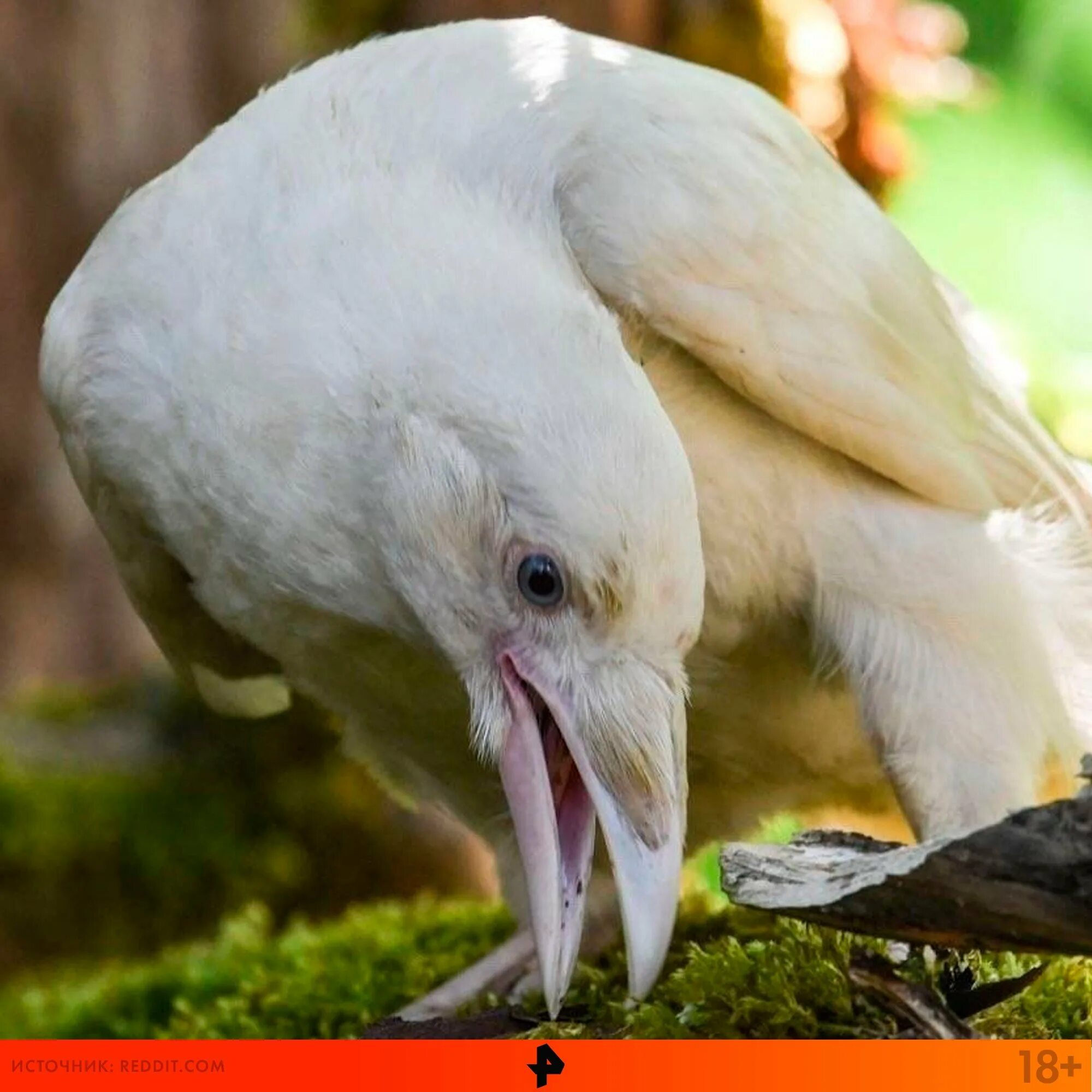 Ворон альбинос. Белый ворон бывает. Грач альбинос. Вороны альбиносы. Птица галка альбинос.