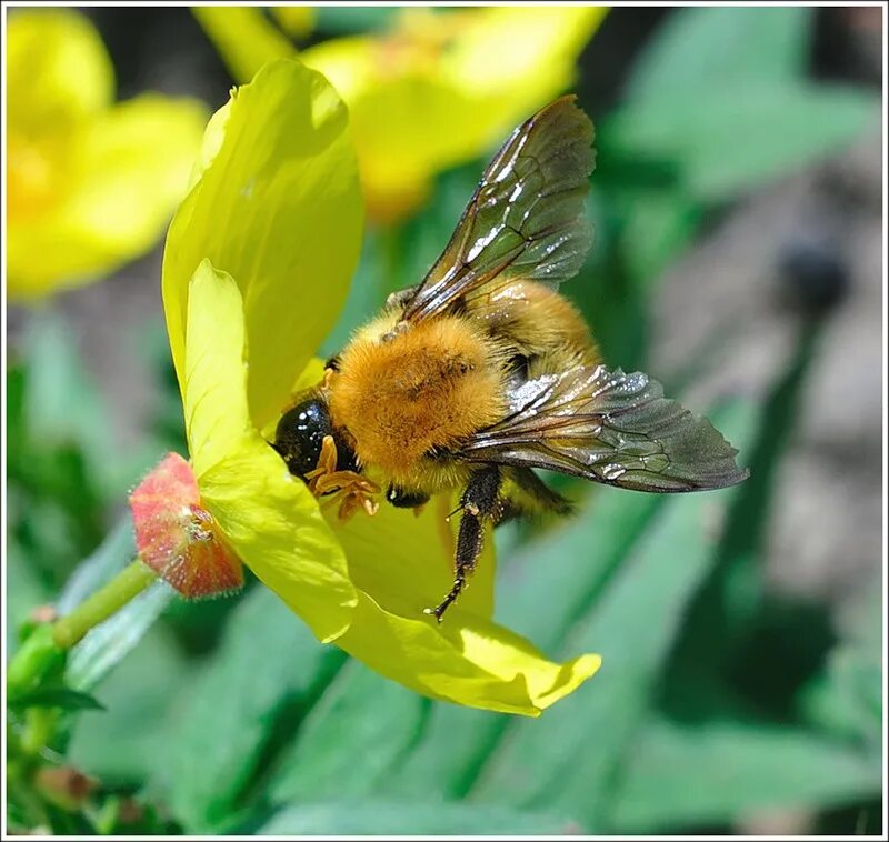 пчела жужжит звук. жужжание слушать. жужжание слушать. полет пчелы. муха жужжит.