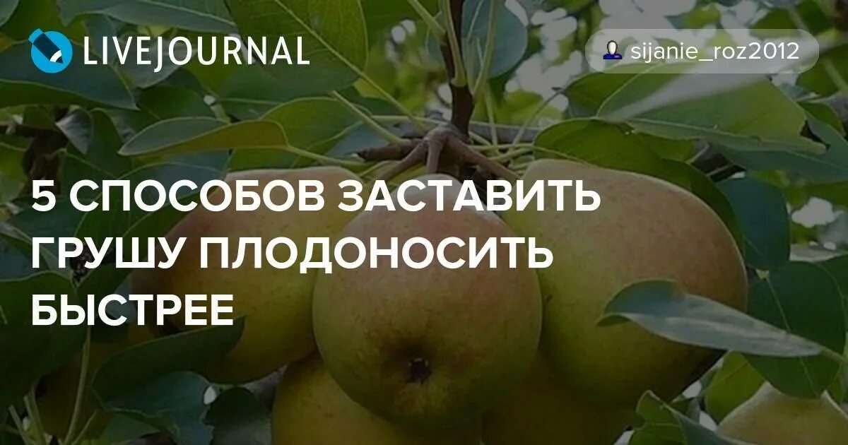 Когда собирают грушу. Плодоношение груши. Груша не плодоносит. Заставить грушу плодоносить. Груша не плодоносит.