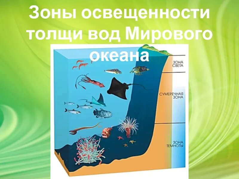 Распространение живых организмов в океане. Зоны жизни в океане. Зона толщи воды. Слои океана.