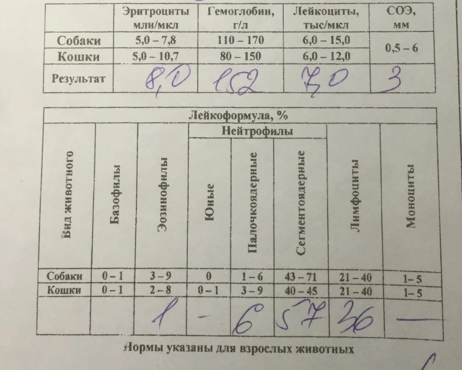 Лейкоцитарная формула расшифровка у взрослых. Лейкоформула у собак. Лейкоцитарная формула собаки. Норма лейкоцитов у животных. Лейкоформула норма.