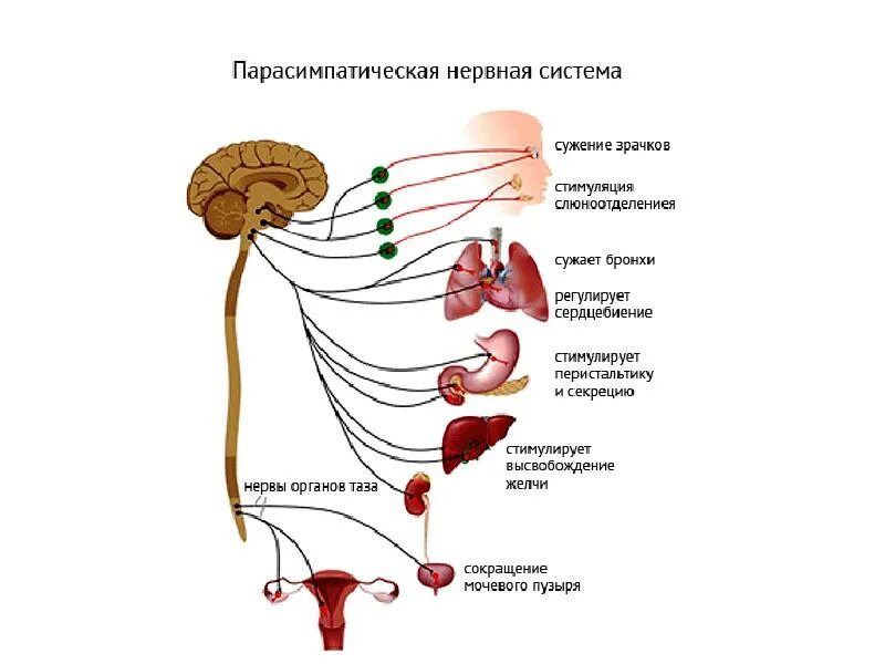 Периферический отдел симпатической. Парасимпатический отдел ВНС функции. Центры парасимпатического отдела вегетативной нервной системы. Парасимпатический отдел вегетативной нервной системы схема. Ядра парасимпатического отдела вегетативной нервной системы.