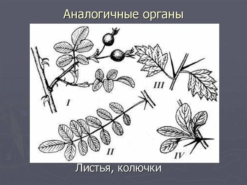 Подобное сходное. Аналогичные органы. Аналогичные и гомологичные органы растений. Аналогичные органы примеры. Аналогичные органы растений примеры.