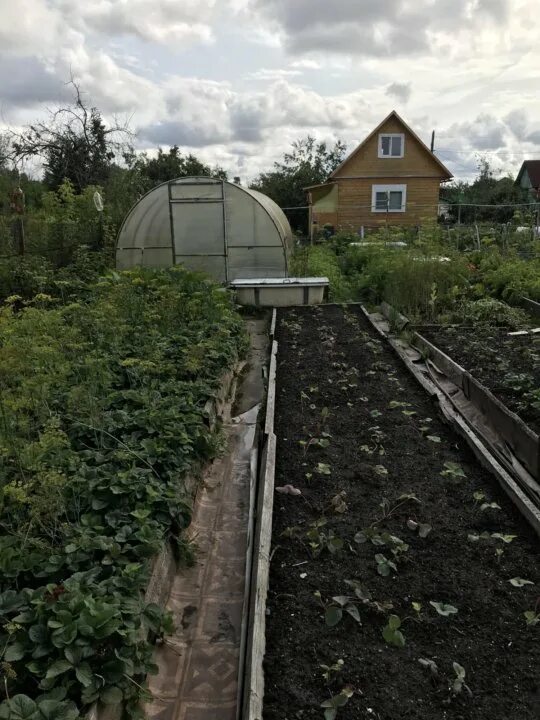 Сад Дубки Кострома. Садовое товарищество Дубки Кострома. Дубки на участке.