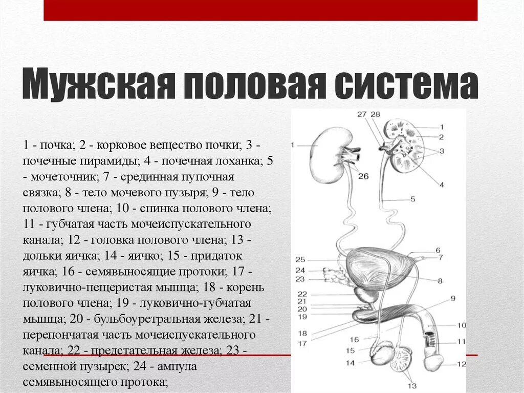 Половые органы строение функции. Мужская половая система строение. Схема половой системы. Схема половой системы мужчины. Схема строения мужской половой системы.