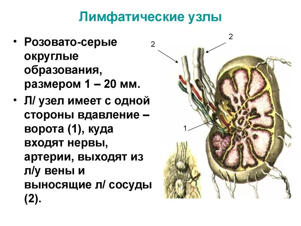 Корень лимфатического узла. Лимфатические узлы. Схема строения лимфатического узла. Строение лимфатического узла анатомия. Лимфатический узелок лимфатического узла.