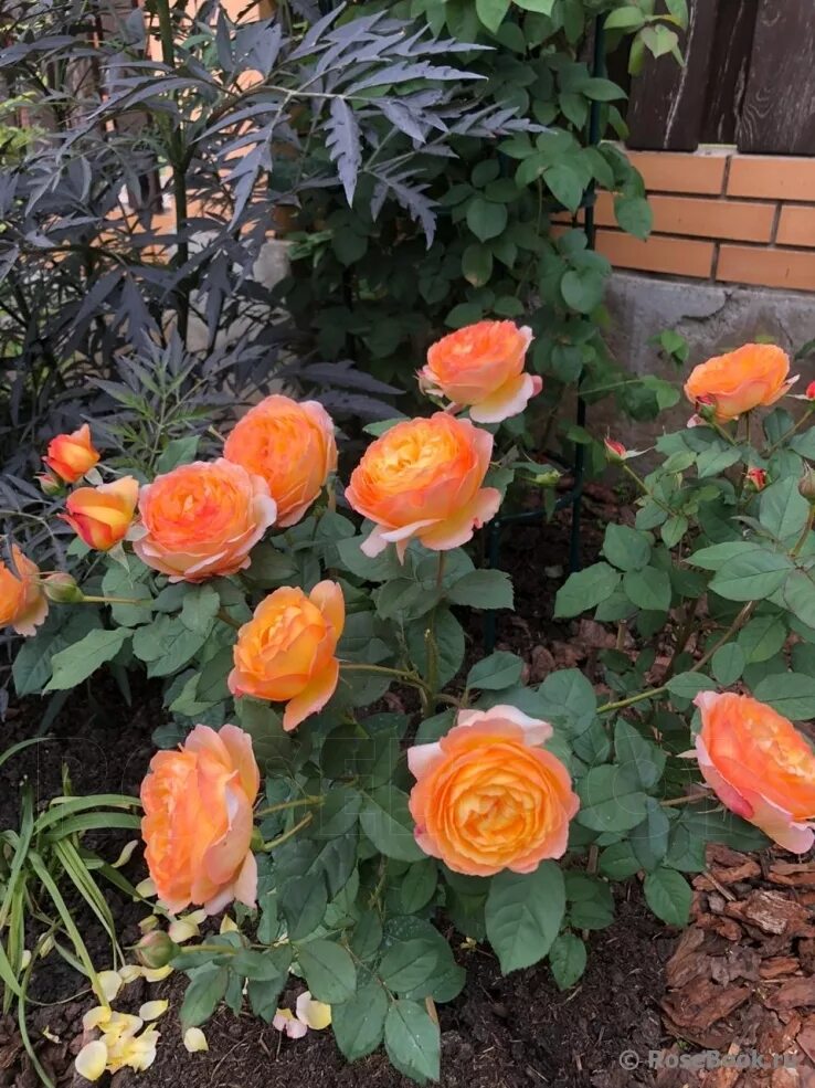 Роза уэлл биинг. Роза уэлл биинг энциклопедия. Rose well being. Роза уилл бинг. Роза уэлл биинг.